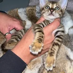 F5 female savannah