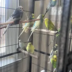 Selling budgies