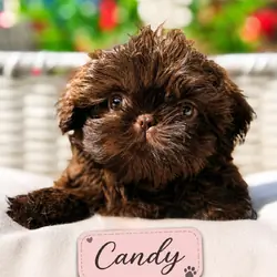 Shih Tzu puppies