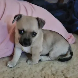 Male Chihuahua puppy 8 weeks old