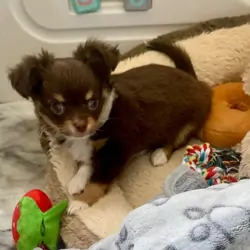 Chocolate long hair chihuahua boy