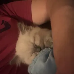 Ragdolls