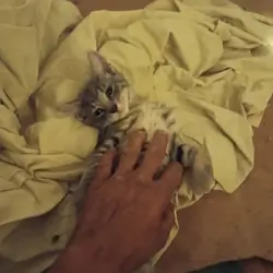 kitten