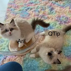 Find Your Ideal Companion with a Ragdoll Kitten