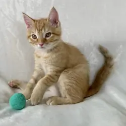Gorgeous kitten