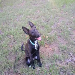 Belgian malinois puppy