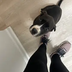 Pitbull female