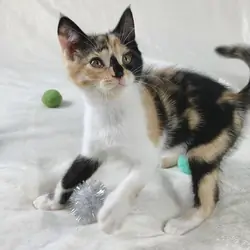 Unique Calico kitten