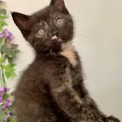 Unique tortoiseshell kitten