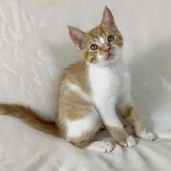 Adorable kitten
