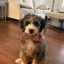 Beautiful Bernedoodle Puppy