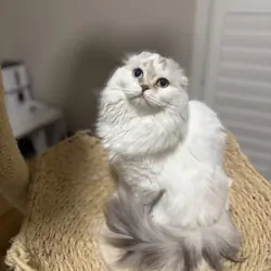 Louella