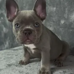 French bulldog