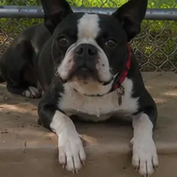 Male Boston Terrier