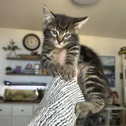 Kittens