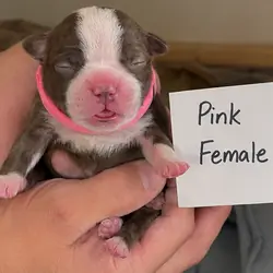Boston Terrier puppies