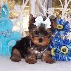 Yorkshire Puppies Available