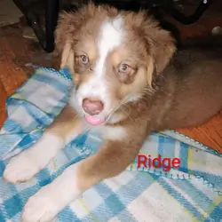 Australian Shepherd