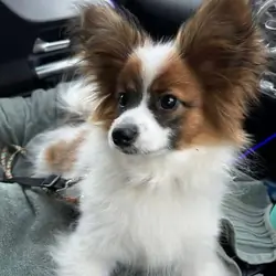 Papillon puppies