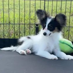 Butterfly papillon puppies