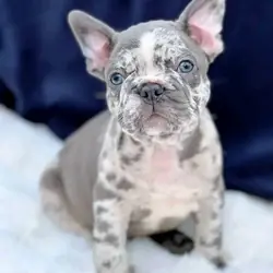 French bulldog