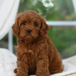 Cavapoo puppies