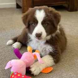 Border collie puppies