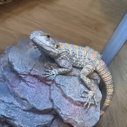 Painted clown Agama