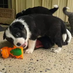 Border collie