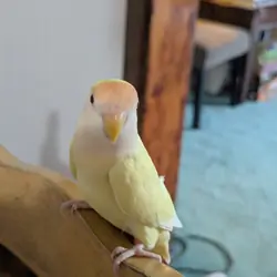 Yellow Love Bird