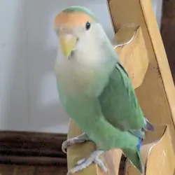 Peach Face Love Bird