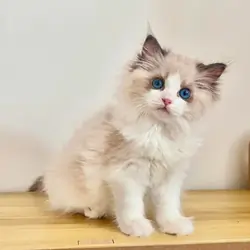 Ragdoll kittens