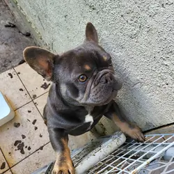 Frenchie