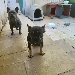 FRENCHIE FEMALE