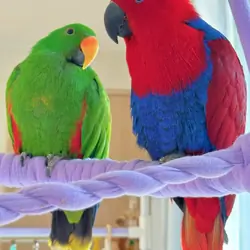 Eclectus Parrots For Sale