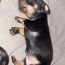 Adorable dachshund