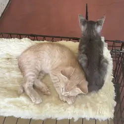 Young Kittens