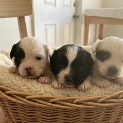 Maltese X Shihtzu Puppies