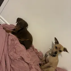 6 week Old Female Doberman