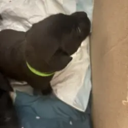 Black lab/ Pitbull mix