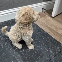 Goldendoodle