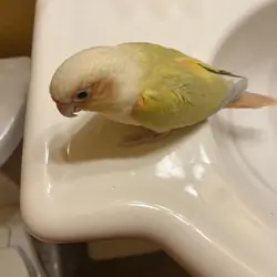 Mooncheek Conure