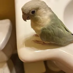 Mooncheek Conure