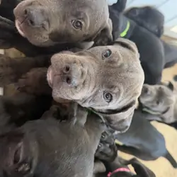 Cane Corso Pups looking for our Furever Home