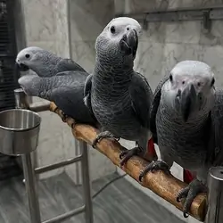 DNA Tested Tamed African Grey Parrots Available