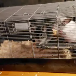 Bonded Beautiful Chinchilla Pair