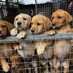 Labrador pups