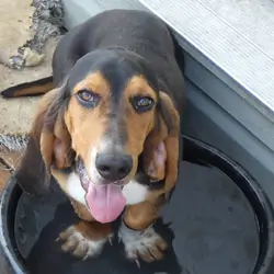 11 month old male Basset Hound