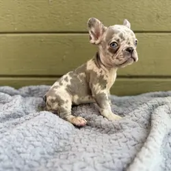 French bulldog puppies