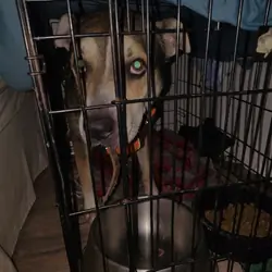 I giving a 4 year old male dog to good home